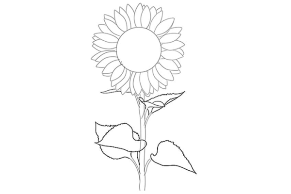 Как нарисовать подсолнух с опущенной головкой