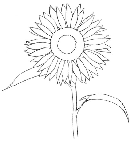 Нарисовать подсолнух карандашом