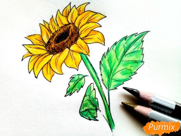 Подсолнух рисунок легкий