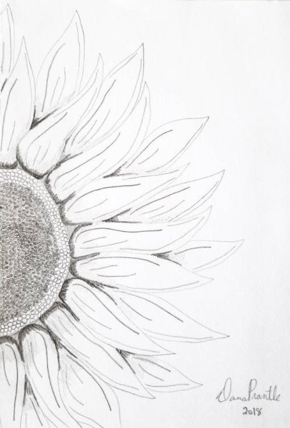 Поле с подсолнухами карандашом