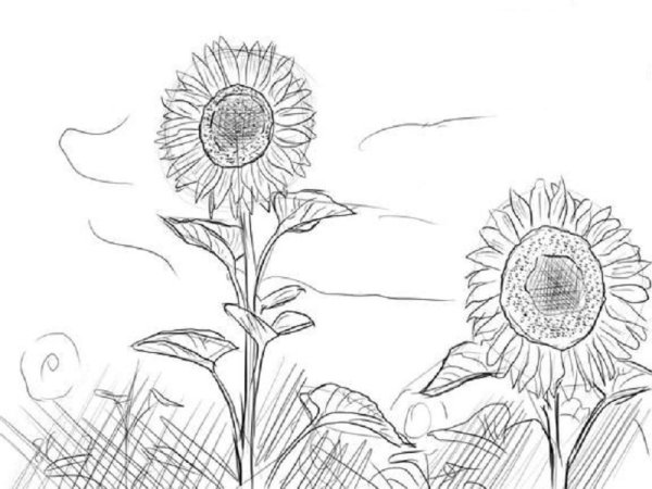 Подсолнух карандашом
