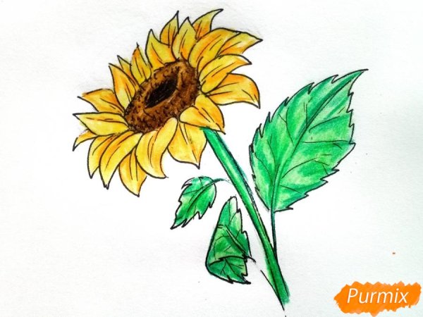 Подсолнух рисунок карандашом