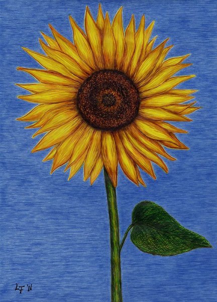 Подсолнух рисунок карандашом легкий