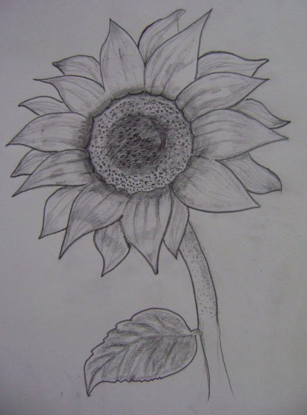 Подсолнух рисунок карандашом легкий