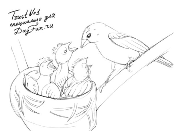 Птица с птенцами раскраска