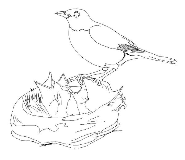 Как нарисовать гнездо поэтапно