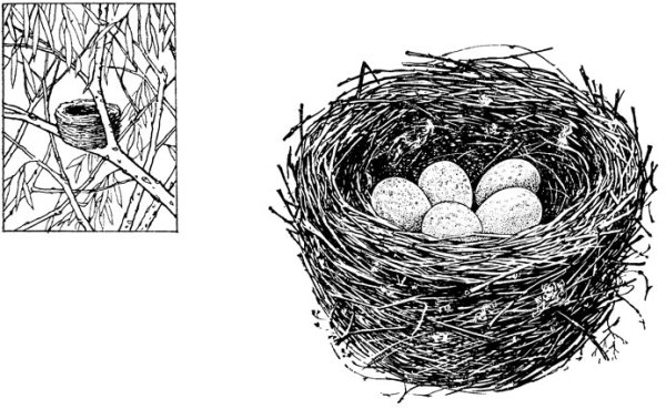 Бианки Лесные домишки раскраска