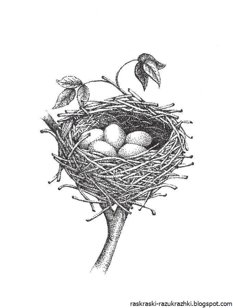 Гнездо рисунок для детей карандашом