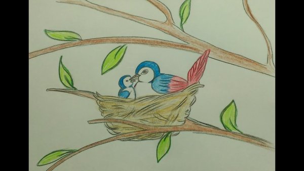 Птичка в гнезде раскраска