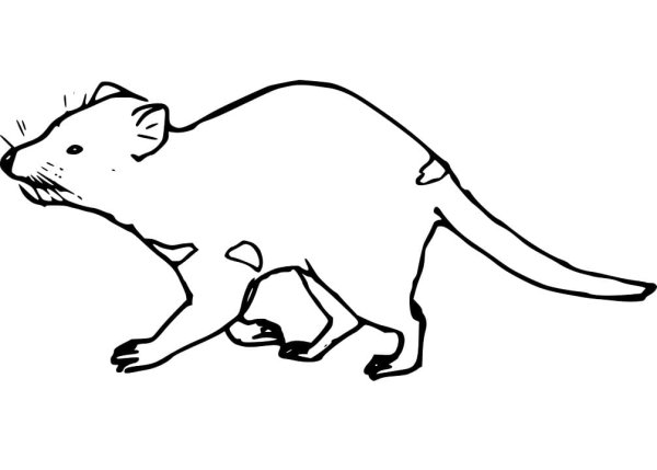 Тасманийский дьявол нарисовать