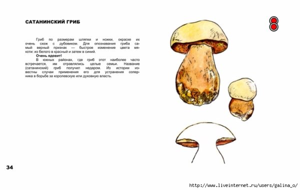 Сатанинский гриб рисунок