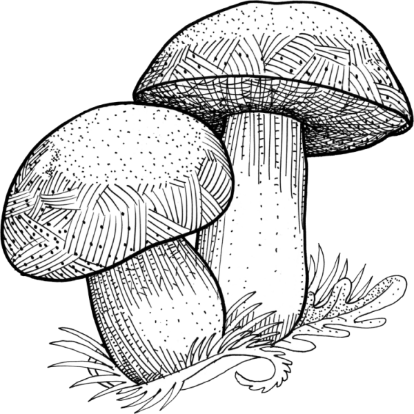 Белый гриб желчный гриб сатанинский гриб