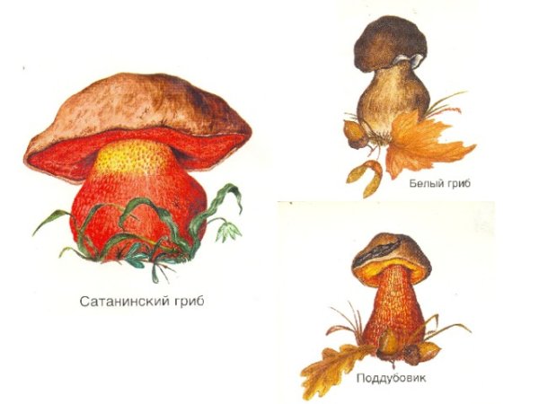Сатанинский гриб рисунок
