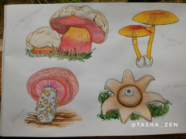 Сатанинский гриб