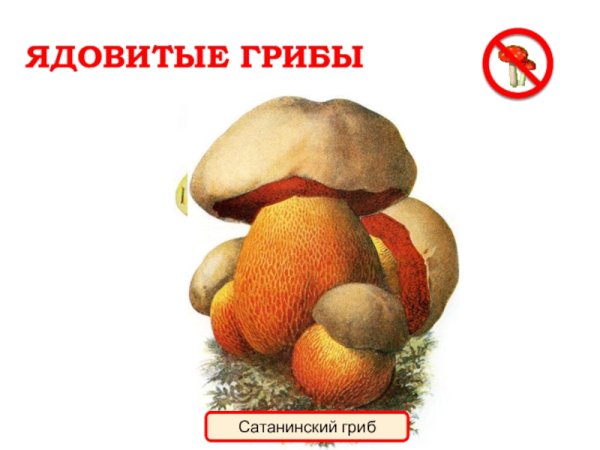 Белый гриб для срисовки