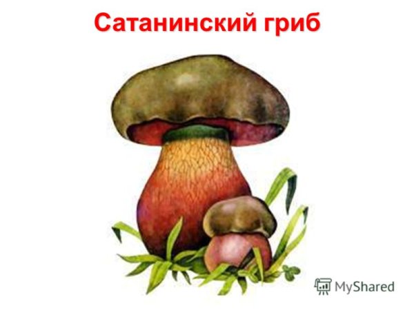 Раскраска гриб сатанинский гриб