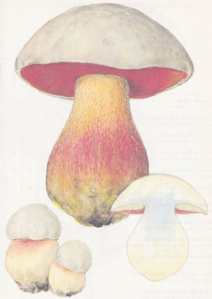 Нарисовать гриб Боровик карандашом