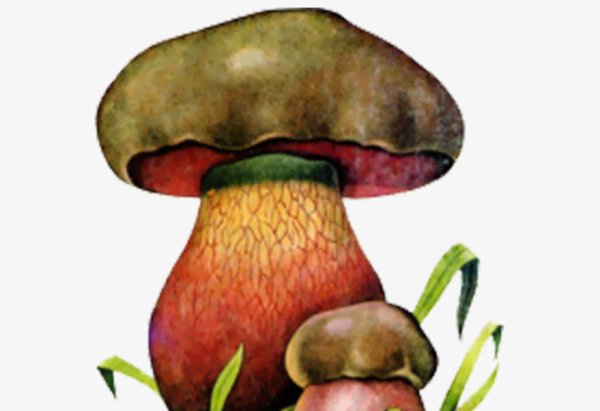 Поэтапное рисование гриба