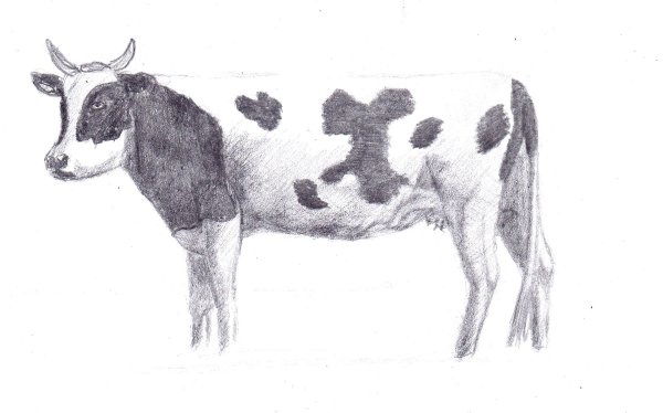 Корова рисунок карандашом для детей