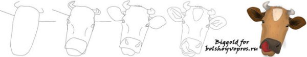 Поэтапное рисование морды коровы