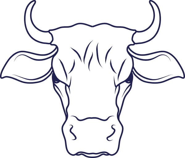 Контур головы коровы