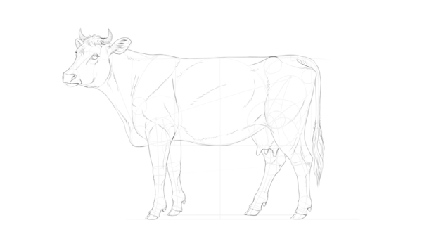 Бык пошагово
