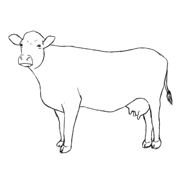 Корова рисунок карандашом