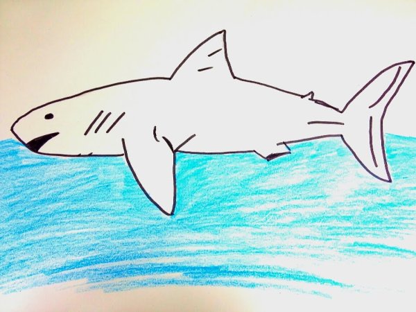 Акула рисовать