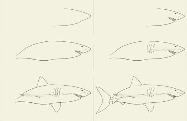 Акула рисунок пошагово
