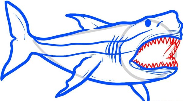 Рисование акулы поэтапно для детей