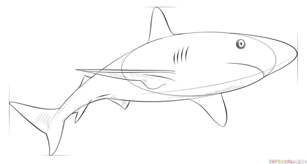 Рисунки карандашом лёгкие акула