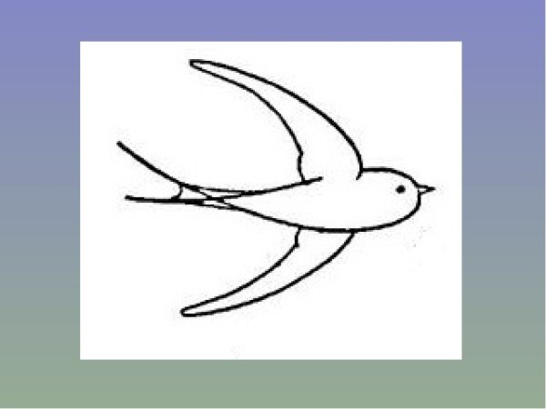 Ласточка рисунок карандашом