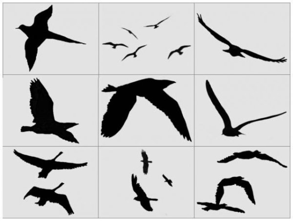 Птица летит рисунок