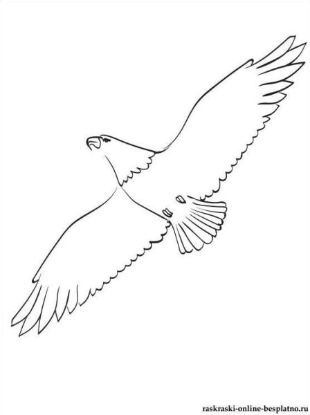 Орел в полете раскраска для детей
