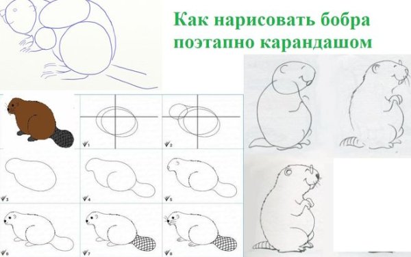 Поэтапное рисование бобра