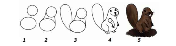 Поэтапное рисование бобра