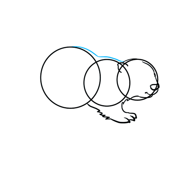 Поэтапное рисование бобра