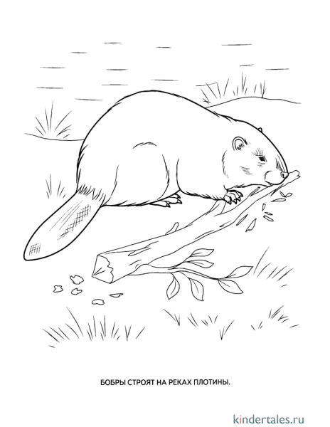 Рисунок бобра для детей