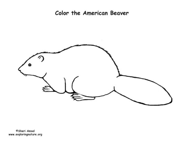 Рисуем бобра поэтапно для детей