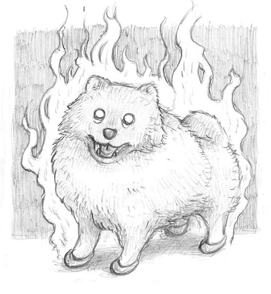 Лабрадор ретривер