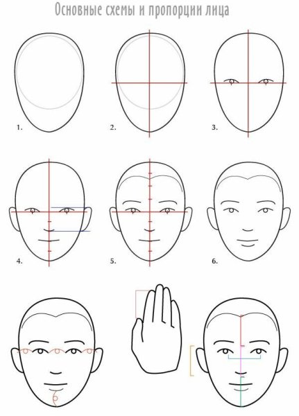 Пропорции лица человека при рисовании портрета схема