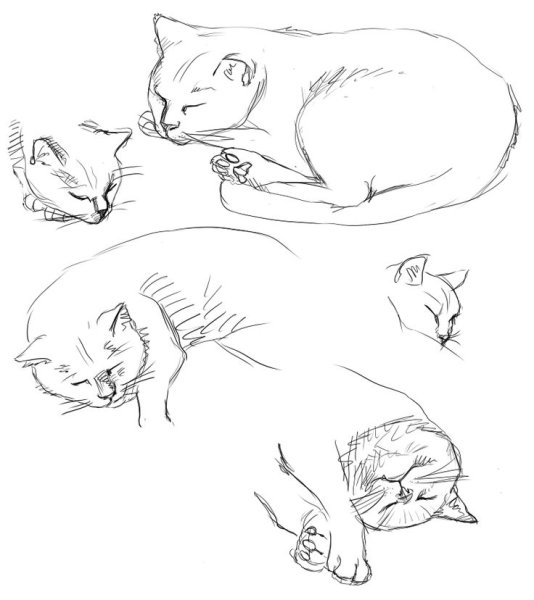 Зарисовки кошек