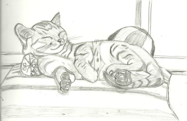Спящий кот карандашом