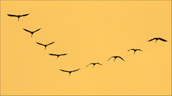 Стая птиц рисунок карандашом