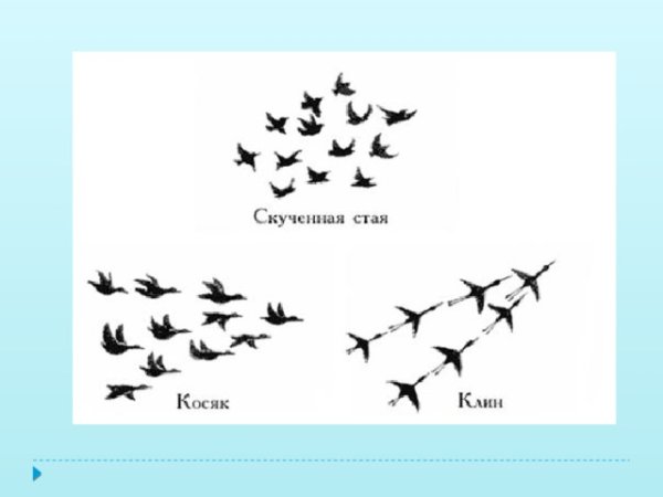 Ритм пятен птицы