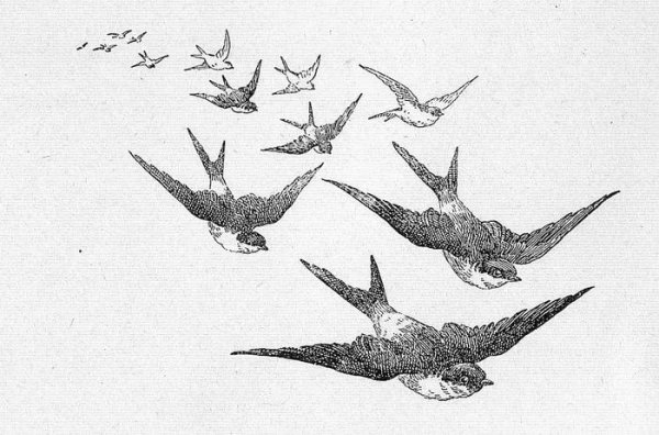 Трафарет птицы в полете