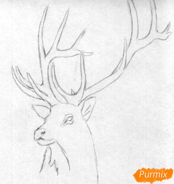 Олень рисунок карандашом для срисовки