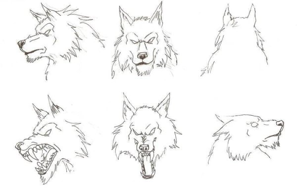 Волк рисунок поэтапно