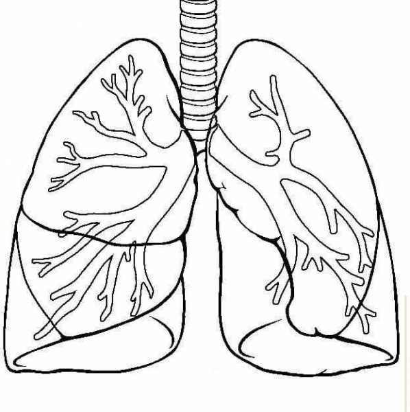 Раскраска лёгкие человека
