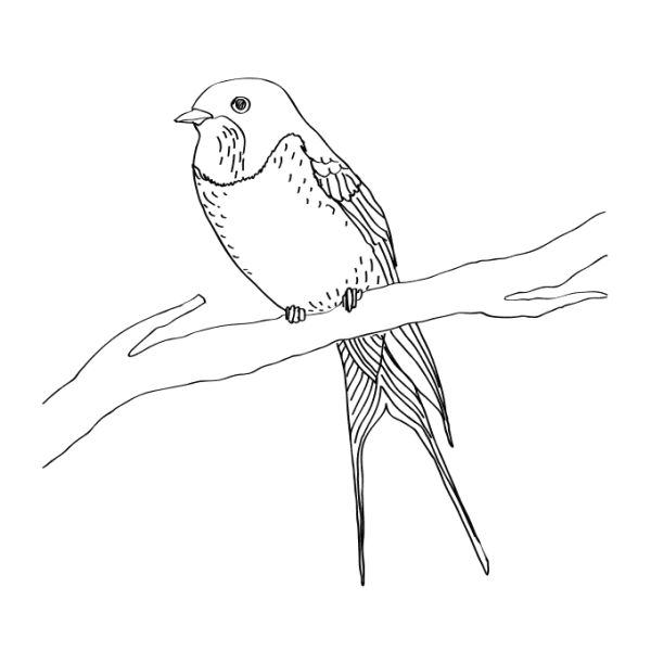 Ласточка раскраска